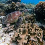 photo of bright coral reef. Turtle swimming past coral reef